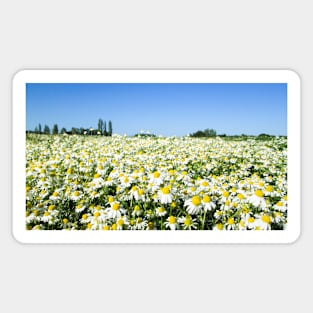 Endless Oxeye Daisies Magnet